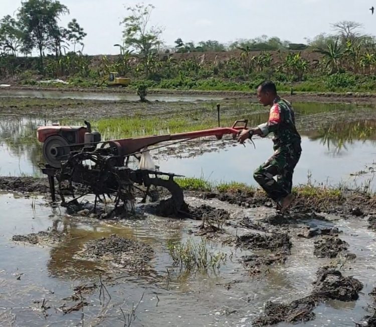 Dengan Traktor, Babinsa Bantu Petani Lakukan Pengolahan Lahan Padi