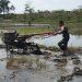 Dengan Traktor, Babinsa Bantu Petani Lakukan Pengolahan Lahan Padi