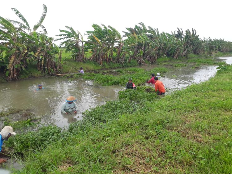 Antisipasi Banjir, Warga dan Babinsa Bersihkan Aliran Sungai Kalikobang Desa Mutih Wetan