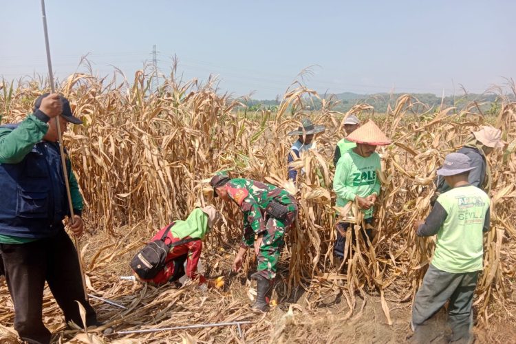 Wujudkan Ketahanan Pangan, Babinsa Banyumeneng Dampingi Petani Panen Jagung