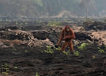 evakuasi orang utan