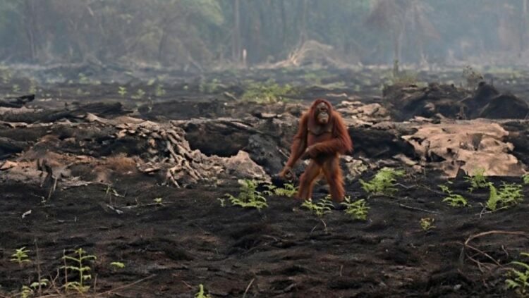 evakuasi orang utan