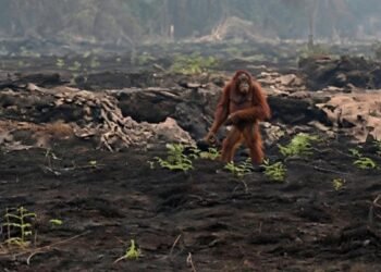evakuasi orangutan di Kotawaringin Barat