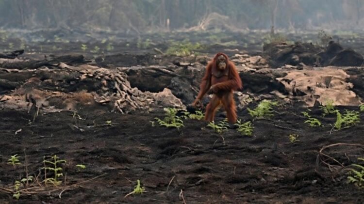 evakuasi orangutan di Kotawaringin Barat
