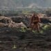 evakuasi orangutan di Kotawaringin Barat