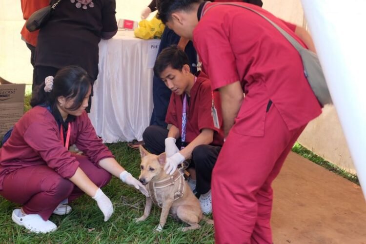 pengendalian rabies