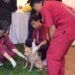 pengendalian rabies